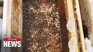 Genetically modified bees: a solution to bee disappearance