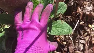 How to tell comfrey from a look-alike Invasive Species