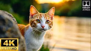 4K HDR 60fps Dolby Vision (4K Video ULTRA HD) Ai Generated Video