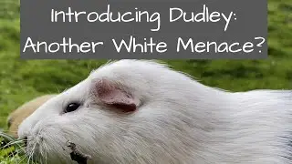 Guinea Pigs | Introducing Dudley:  Another White Menace?
