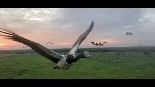 Magpie goose (Anseranas semipalmata) DJI Neo drone strike