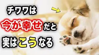 チワワが今の生活に満足している時に見せる秘密のサイン
