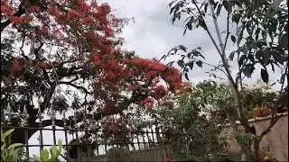 Bisa Ana compartilhando as flores do seu jardim