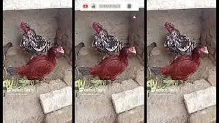 Clucking Chronicles: The Grey, Brown, and the Dapper Rooster&rsquo;s Farmyard Adventures #FeatheredFriends