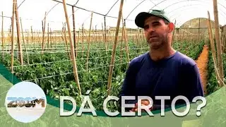 ZOOM RURAL - Produção do Pimentão - Sítio das Flores