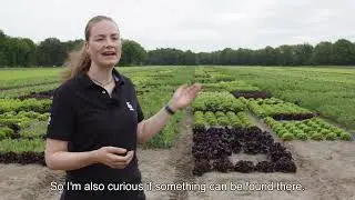 How can you make lettuce resistant to diseases or the changing climate?