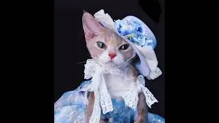 Fancy Cats 💜