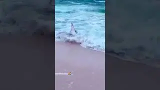 Karachi beach pr shark😱 #shorts #short #viral #trending #youtubeshorts #youtube #viral #shorts