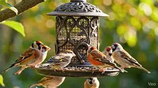 Windowsill Watchers &ndash; For small-space/balcony birding. #shorts
