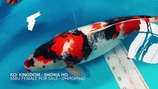 Tategoi Showa Marusei Female With Huge Body | Japanese koi fish in vietnam