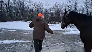 Frozen ground Treacherous footing BabyToo sweetest horse. on. EARTH hold head steady while I fumble.