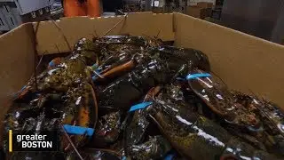 How Are The China Trade Wars Impacting The Mass. Lobster Industry?