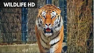 Wildlife Animals Stock Footage | Royalty Free Videos |Free to Use No Copyright |Free Download Links|