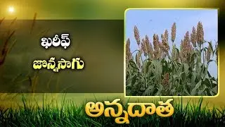 Cultivation Tips | for Kharif Jowar