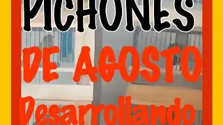 PICHONES De AGOSTO DESARROLLANDO🇪🇦🐦