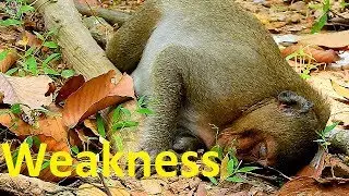 You will cry&cry to see Sweetpea got hurt till weakness |SP walk very slow &can't climb on the tree|