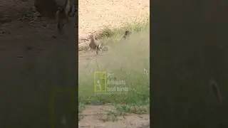 HUD HUD هُد هُد  and other wild bird talking original voice #hudhud #bird