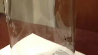 My 8-legged friend