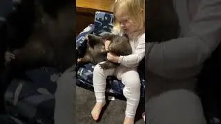 Putting your wombat to bed  🍼🐻💕 #shorts #wombat #animalrescue