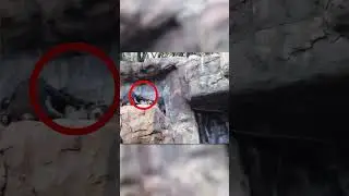 Funny Interaction Between Monkeys At Zoo