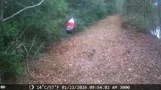 Critters on the backyard game camera 