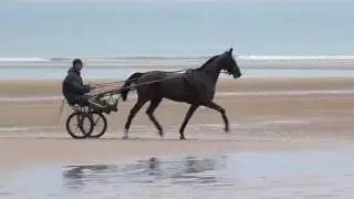 Normandy Horses