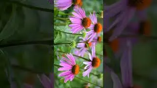 🌻&sup1;⁰☆&bull;&sup3;◇&sup1;■&sup1;&sup3;□&sup1;⁴ Purple Coneflower (Echinacea purpurea) in Sunflower Family (Asteraceae)