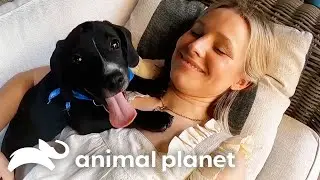 Kristen Bell Spends the Day With an Adorable Rescue Dog | Puppy Bowl XVII | Animal Planet