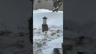 Juncos #birdswatching