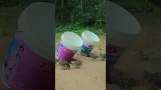 Create Primitive Quail Trap Techniques #ytshorts #shorts #animaltrap