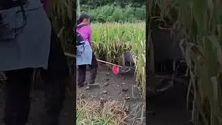 Motorized Rice Cutting