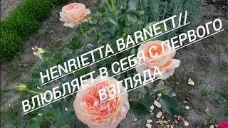 159.#Роза Henrietta Barnett// Влюбляет в себя с первого взгляда//05.09.24🌹🌹🌹