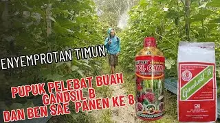 🔴penyemprotan timun panen ke 8 menggunaka pupuk pelebat buah gandasil b ‼️