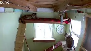 Three Kitty Boys Waiting For Their Cat Dad #cathouse #catvideos 