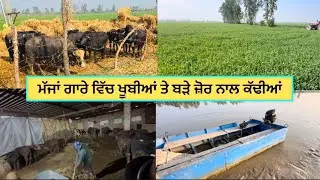 ਮੱਜਾਂ ਗਾਰੇ ਵਿੱਚ ਖੂਬੀਆਂ ਤੇ ਬੜੇ ਜ਼ੋਰ ਨਾਲ ਕੱਢੀਆਂ