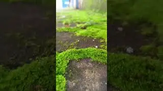 I Grew Moss On My Garden Wall 💁🏻🌿 #garden #gardening