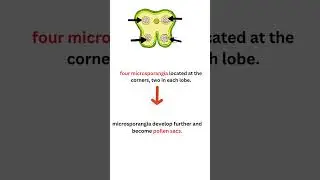 #antherstructure #anther #stamen  #cbse12thbiology #2026boardexam #cbse