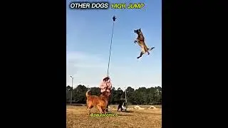 other dogs High-jump vs 😎 #shorts #dog #doglove
