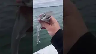 majestic growth of wild animals #funny #cute #animals #viralshorts #shorts