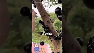 Плоды, растущие на стволах деревьев