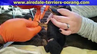 Airedale Puppy Tail Docking  Dewclaw Removal