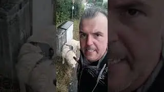 Mailo + David wurden vom Regen voll erwischt ! 🤣🤣🤣👍🏻👍🏻 #dog #funny #kuvasz #comedy #dogs #fun #viral