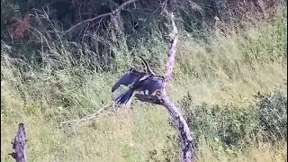 African darter / snakebird (Anhinga rufa) at Djuma Waterhole, Part 2