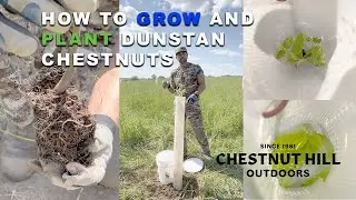 How To Grow And Plant Dunstan Chestnuts From Chestnut Hill Outdoors