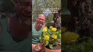 Personal growing review of hybrid tea rose &lsquo; freedom&rsquo; (Dicjem)#gardenerben 