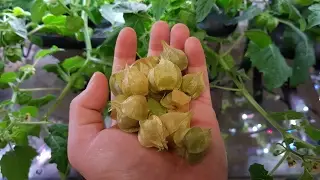 How to Harvest Ground Cherries and Ensure Optimum Ripeness