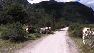 Der Sound der Alpen - Kuhglocken in Mittenwald