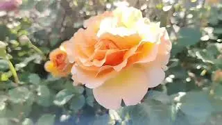 Замечательные сорта роз для любого сада. Продолжение. 