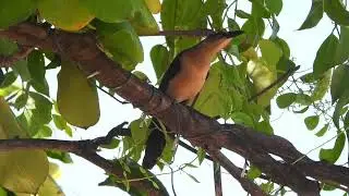 Great-tailed Grackle ♀︎  4K