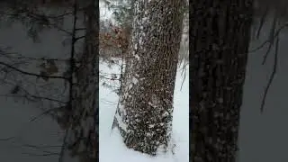 Second weather report of the day snow in North Carolina